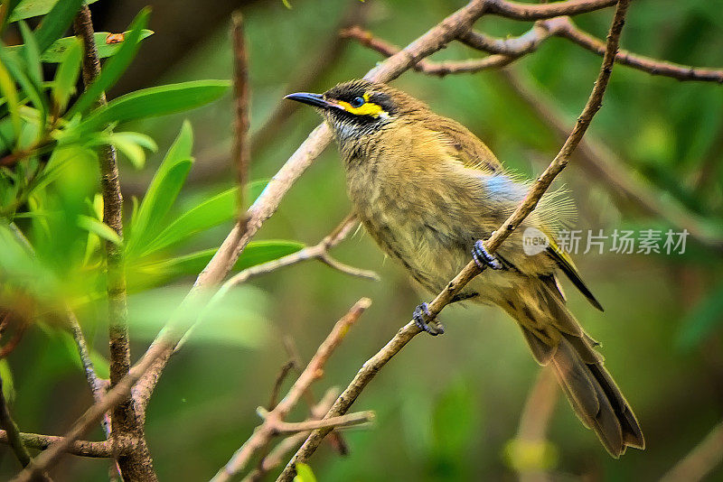 黄脸蜜蜂(Caligavis chrysops)